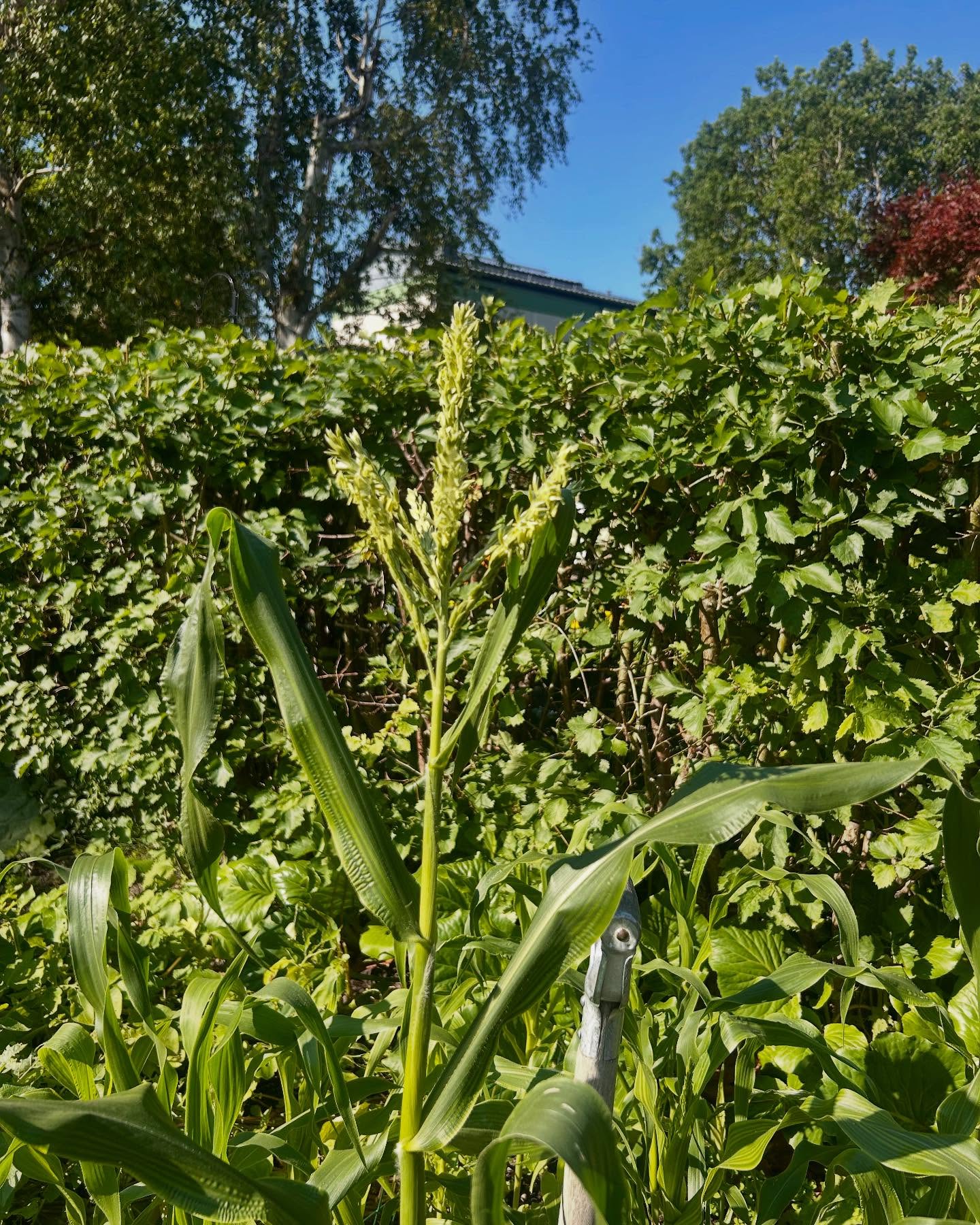 Vilka regler gäller för ekologisk majs?
